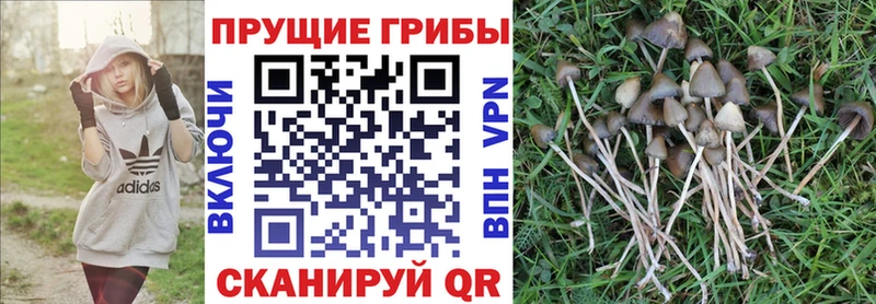 Псилоцибиновые грибы Psilocybe  Теберда 